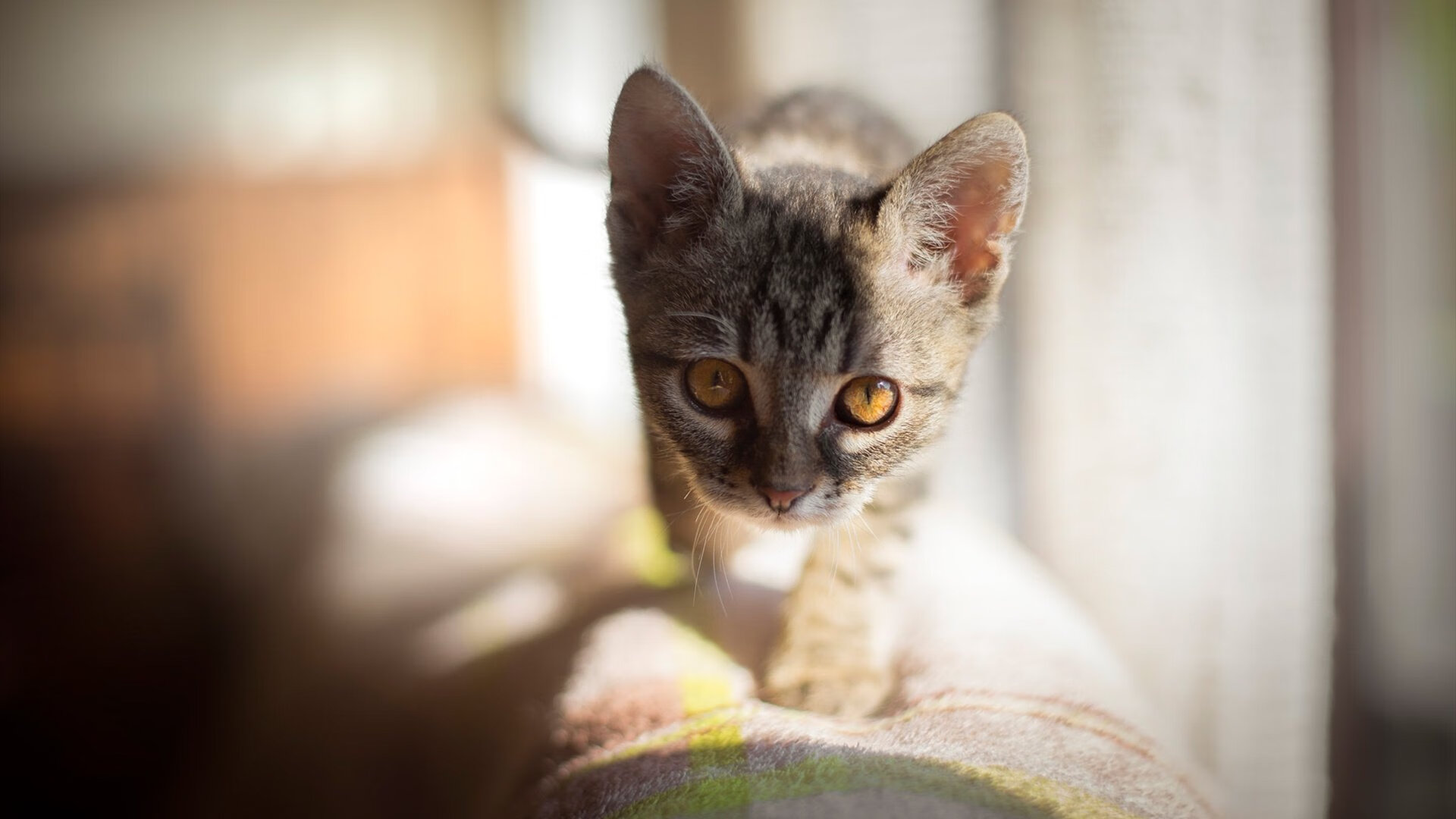 WRC经典回顾:那些不可磨灭的辉煌瞬间,wrc经典视频