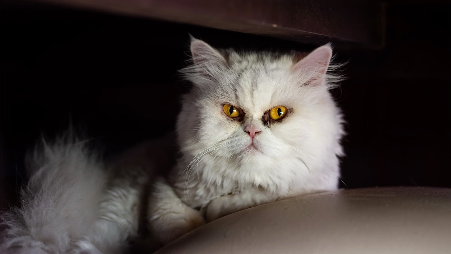 WRC经典车系:历史经典车型回顾,wrc经典视频