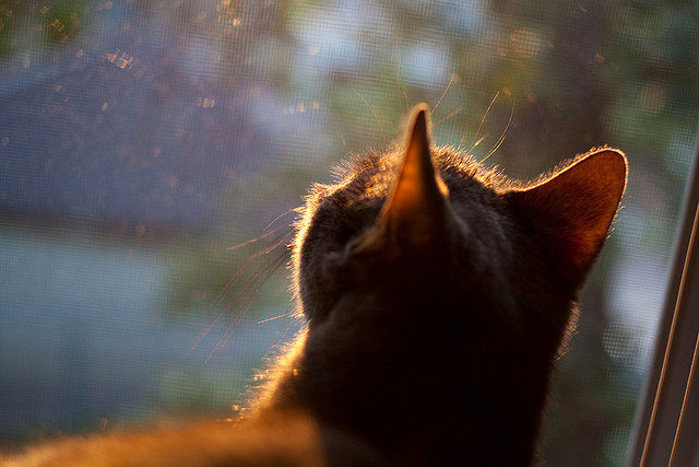 WRC观赛指南:如何最大化观赛体验,wrc比赛在哪儿看